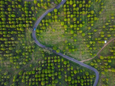 Patean Boja, Kendal Regency, Endonezya 'daki karanfil çiftliği alanının güzelliği