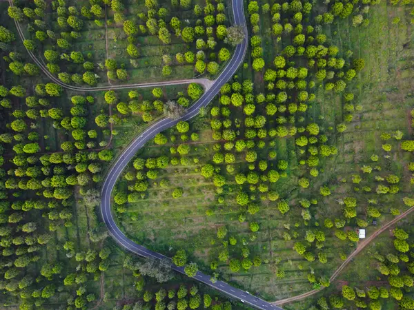 Patean Boja, Kendal Regency, Endonezya 'daki karanfil çiftliği alanının güzelliği