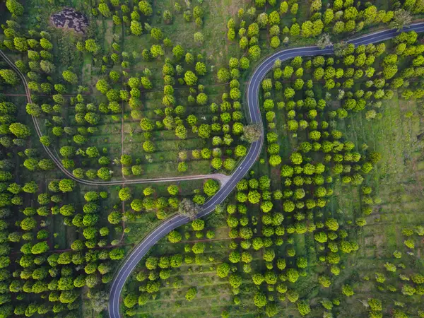 Patean Boja, Kendal Regency, Endonezya 'daki karanfil çiftliği alanının güzelliği