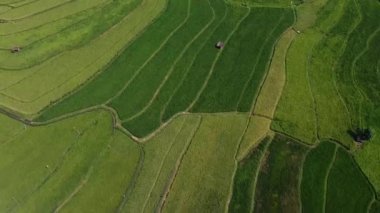 Orta Cava köyündeki tarımsal pirinç tarlalarının hava manzarası. Teraslı pirinç tarlaları gibi. Bali Endonezya.