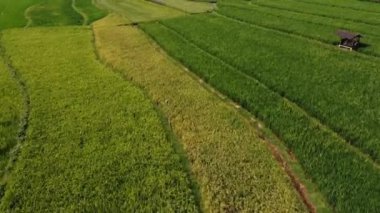 Orta Cava köyündeki tarımsal pirinç tarlalarının hava manzarası. Teraslı pirinç tarlaları gibi. Bali Endonezya.