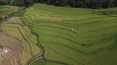 Orta Cava köyündeki tarımsal pirinç tarlalarının hava manzarası. Teraslı pirinç tarlaları gibi. Bali Endonezya.