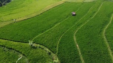 Orta Cava köyündeki tarımsal pirinç tarlalarının hava manzarası. Teraslı pirinç tarlaları gibi. Bali Endonezya.