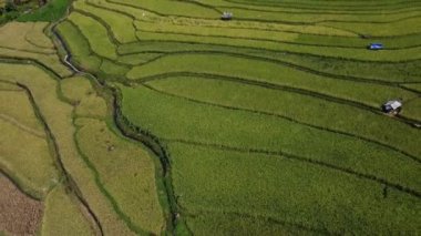 Orta Cava köyündeki tarımsal pirinç tarlalarının hava manzarası. Teraslı pirinç tarlaları gibi. Bali Endonezya.