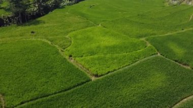 Orta Cava köyündeki tarımsal pirinç tarlalarının hava manzarası. Teraslı pirinç tarlaları gibi. Bali Endonezya.