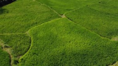Orta Cava köyündeki tarımsal pirinç tarlalarının hava manzarası. Teraslı pirinç tarlaları gibi. Bali Endonezya.