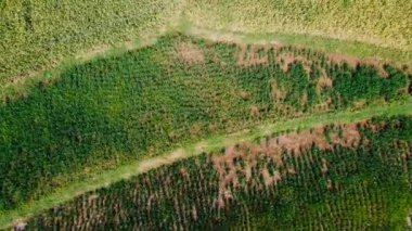Orta Cava köyündeki tarımsal pirinç tarlalarının hava manzarası. Teraslı pirinç tarlaları gibi. Bali Endonezya.