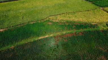 Orta Cava köyündeki tarımsal pirinç tarlalarının hava manzarası. Teraslı pirinç tarlaları gibi. Bali Endonezya.