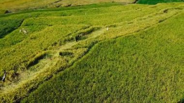 Orta Cava köyündeki tarımsal pirinç tarlalarının hava manzarası. Teraslı pirinç tarlaları gibi. Bali Endonezya.