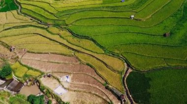 Orta Cava köyündeki tarımsal pirinç tarlalarının hava manzarası. Teraslı pirinç tarlaları gibi. Bali Endonezya.