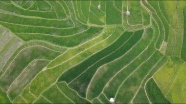 Orta Cava köyündeki tarımsal pirinç tarlalarının hava manzarası. Teraslı pirinç tarlaları gibi. Bali Endonezya.