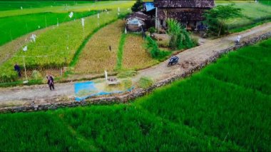 Orta Cava köyündeki tarımsal pirinç tarlalarının hava manzarası. Teraslı pirinç tarlaları gibi. Bali Endonezya.