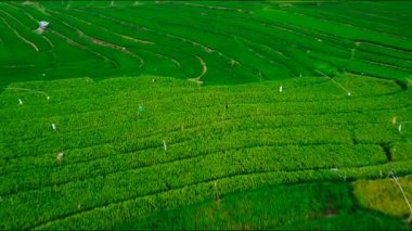 Orta Cava köyündeki tarımsal pirinç tarlalarının hava manzarası. Teraslı pirinç tarlaları gibi. Bali Endonezya.
