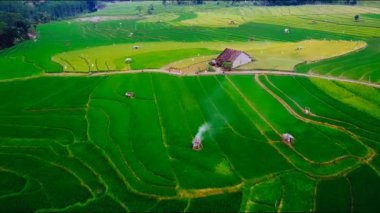 Orta Cava köyündeki tarımsal pirinç tarlalarının hava manzarası. Teraslı pirinç tarlaları gibi. Bali Endonezya.