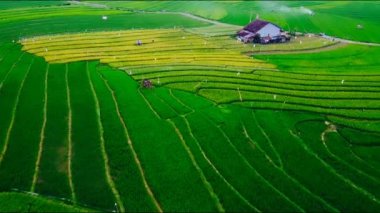 Orta Cava köyündeki tarımsal pirinç tarlalarının hava manzarası. Teraslı pirinç tarlaları gibi. Bali Endonezya.