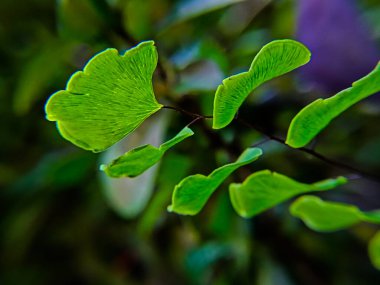 Adiantum radyumu (ayrıca moringa suplir olarak da bilinir), masalar veya küçük bahçeler için oldukça popüler bir süs bitkisidir..