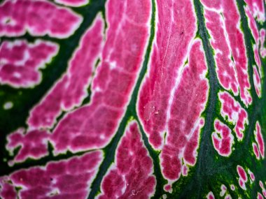 Alocasia Caladium Gingerland Carolyn Whorton Moonlight, Caladium açık yeşil Freida Hemple melek kanatları ve fil kulakları olarak bilinen süs bitkileridir..