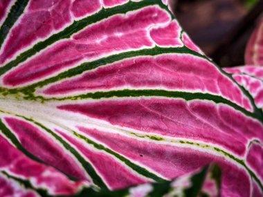 Alocasia Caladium Gingerland Carolyn Whorton Moonlight, Caladium açık yeşil Freida Hemple melek kanatları ve fil kulakları olarak bilinen süs bitkileridir..