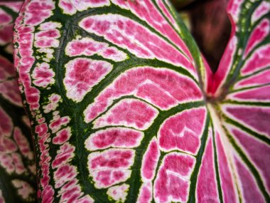 Alocasia Caladium Gingerland Carolyn Whorton Moonlight, Caladium açık yeşil Freida Hemple melek kanatları ve fil kulakları olarak bilinen süs bitkileridir..