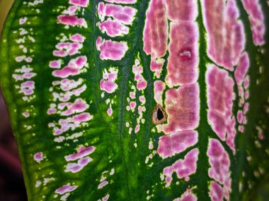 Alocasia Caladium Gingerland Carolyn Whorton Moonlight, Caladium açık yeşil Freida Hemple melek kanatları ve fil kulakları olarak bilinen süs bitkileridir..