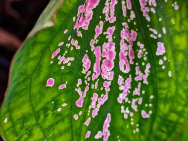 Alocasia Caladium Gingerland Carolyn Whorton Moonlight, Caladium açık yeşil Freida Hemple melek kanatları ve fil kulakları olarak bilinen süs bitkileridir..