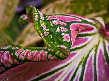 Alocasia Caladium Gingerland Carolyn Whorton Moonlight, Caladium açık yeşil Freida Hemple melek kanatları ve fil kulakları olarak bilinen süs bitkileridir..