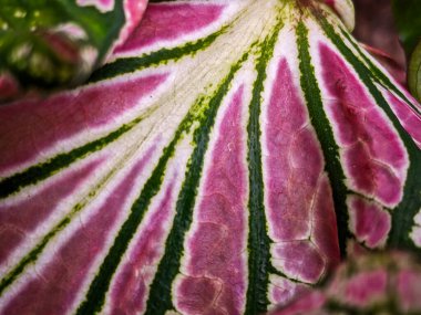 Alocasia Caladium Gingerland Carolyn Whorton Moonlight, Caladium açık yeşil Freida Hemple melek kanatları ve fil kulakları olarak bilinen süs bitkileridir..