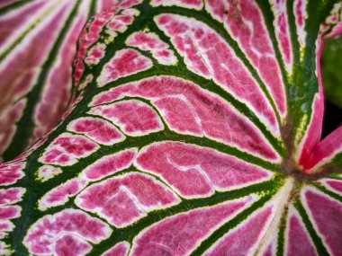 Alocasia Caladium Gingerland Carolyn Whorton Moonlight, Caladium açık yeşil Freida Hemple melek kanatları ve fil kulakları olarak bilinen süs bitkileridir..