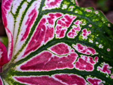 Alocasia Caladium Gingerland Carolyn Whorton Moonlight, Caladium açık yeşil Freida Hemple melek kanatları ve fil kulakları olarak bilinen süs bitkileridir..