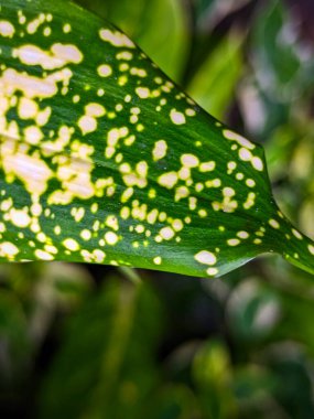 Dracaena, formaldehit, benzen, trikloretilen ve karbondioksit gibi kapalı hava kirleticilerini azaltabilir..