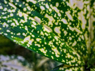 Dracaena, formaldehit, benzen, trikloretilen ve karbondioksit gibi kapalı hava kirleticilerini azaltabilir..