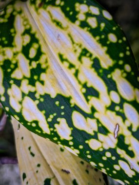 Dracaena, formaldehit, benzen, trikloretilen ve karbondioksit gibi kapalı hava kirleticilerini azaltabilir..