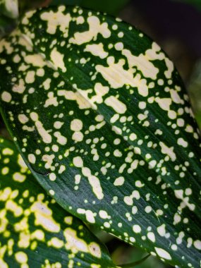 Dracaena, formaldehit, benzen, trikloretilen ve karbondioksit gibi kapalı hava kirleticilerini azaltabilir..