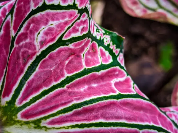 Alocasia Caladium Gingerland Carolyn Whorton Moonlight, Caladium açık yeşil Freida Hemple melek kanatları ve fil kulakları olarak bilinen süs bitkileridir..