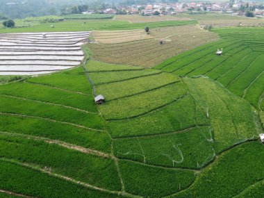 Semarang, Central Java köyündeki tarımsal pirinç tarlalarının panoraması. Teraslı pirinç tarlaları gibi. Bali Endonezya.