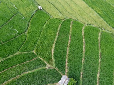 Semarang, Central Java köyündeki tarımsal pirinç tarlalarının panoraması. Teraslı pirinç tarlaları gibi. Bali Endonezya.
