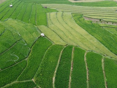 Semarang, Central Java köyündeki tarımsal pirinç tarlalarının panoraması. Teraslı pirinç tarlaları gibi. Bali Endonezya.