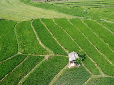 Semarang, Central Java köyündeki tarımsal pirinç tarlalarının panoraması. Teraslı pirinç tarlaları gibi. Bali Endonezya.