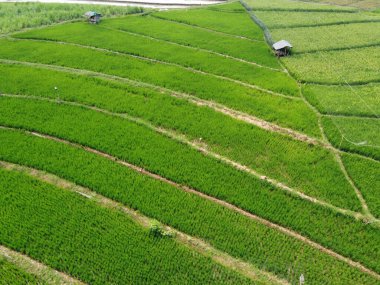 Semarang, Central Java köyündeki tarımsal pirinç tarlalarının panoraması. Teraslı pirinç tarlaları gibi. Bali Endonezya.