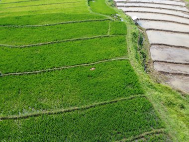 Semarang, Central Java köyündeki tarımsal pirinç tarlalarının panoraması. Teraslı pirinç tarlaları gibi. Bali Endonezya.