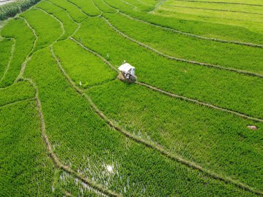 Semarang, Central Java köyündeki tarımsal pirinç tarlalarının panoraması. Teraslı pirinç tarlaları gibi. Bali Endonezya.