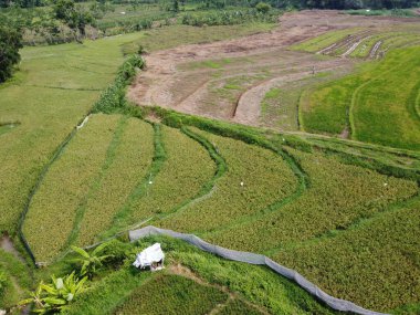 Semarang, Central Java köyündeki tarımsal pirinç tarlalarının panoraması. Teraslı pirinç tarlaları gibi. Bali Endonezya.