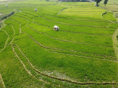 Semarang, Central Java köyündeki tarımsal pirinç tarlalarının panoraması. Teraslı pirinç tarlaları gibi. Bali Endonezya.