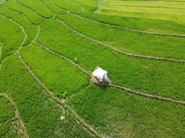 Semarang, Central Java köyündeki tarımsal pirinç tarlalarının panoraması. Teraslı pirinç tarlaları gibi. Bali Endonezya.