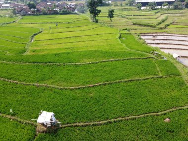 Semarang, Central Java köyündeki tarımsal pirinç tarlalarının panoraması. Teraslı pirinç tarlaları gibi. Bali Endonezya.