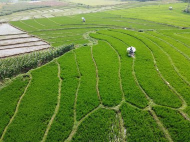 Semarang, Central Java köyündeki tarımsal pirinç tarlalarının panoraması. Teraslı pirinç tarlaları gibi. Bali Endonezya.