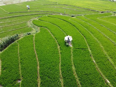 Semarang, Central Java köyündeki tarımsal pirinç tarlalarının panoraması. Teraslı pirinç tarlaları gibi. Bali Endonezya.