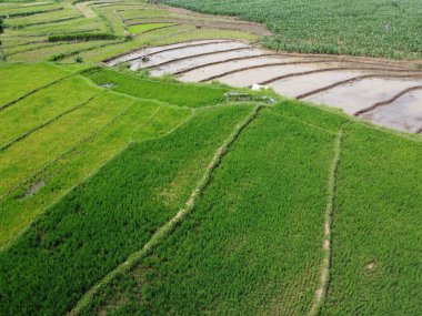Semarang, Central Java köyündeki tarımsal pirinç tarlalarının panoraması. Teraslı pirinç tarlaları gibi. Bali Endonezya.