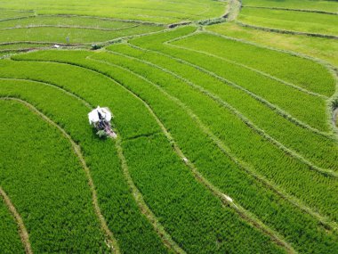 Semarang, Central Java köyündeki tarımsal pirinç tarlalarının panoraması. Teraslı pirinç tarlaları gibi. Bali Endonezya.