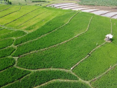 Semarang, Central Java köyündeki tarımsal pirinç tarlalarının panoraması. Teraslı pirinç tarlaları gibi. Bali Endonezya.